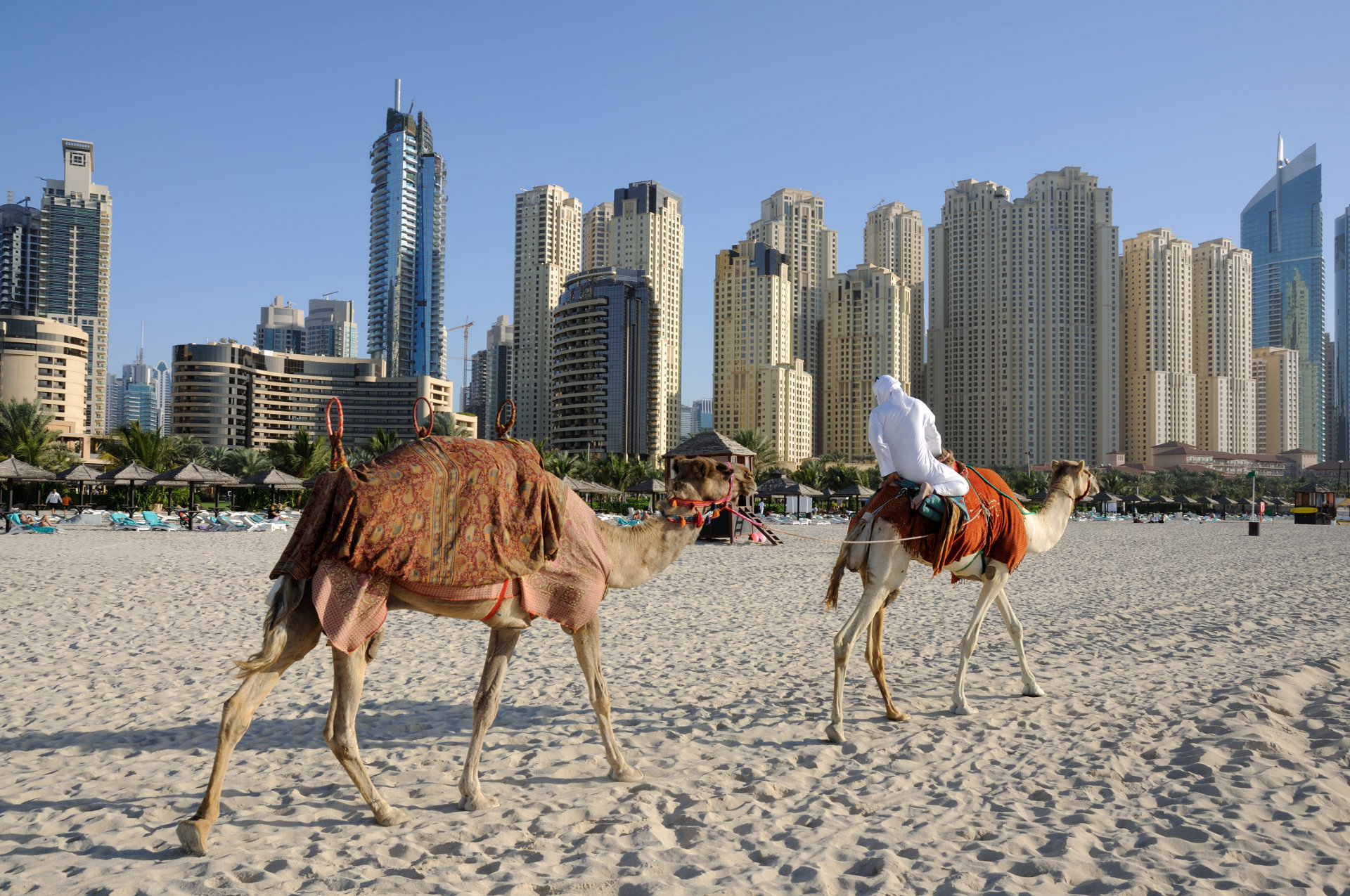Camels on the Beach in Dubai
