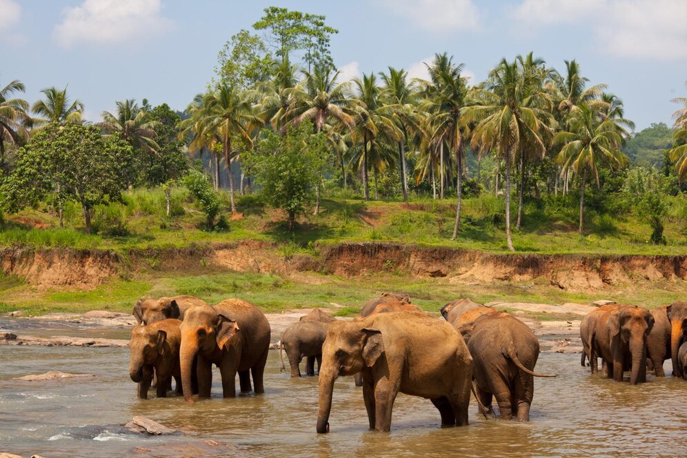 elefanti-in-sri-lanka_658691-368