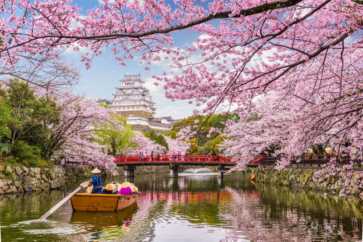 CherryBlossomJapan